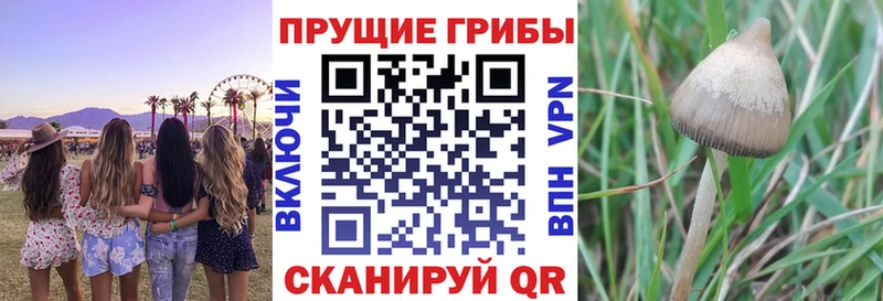 OMG ТОР  Октябрьский  Псилоцибиновые грибы MAGIC MUSHROOMS 